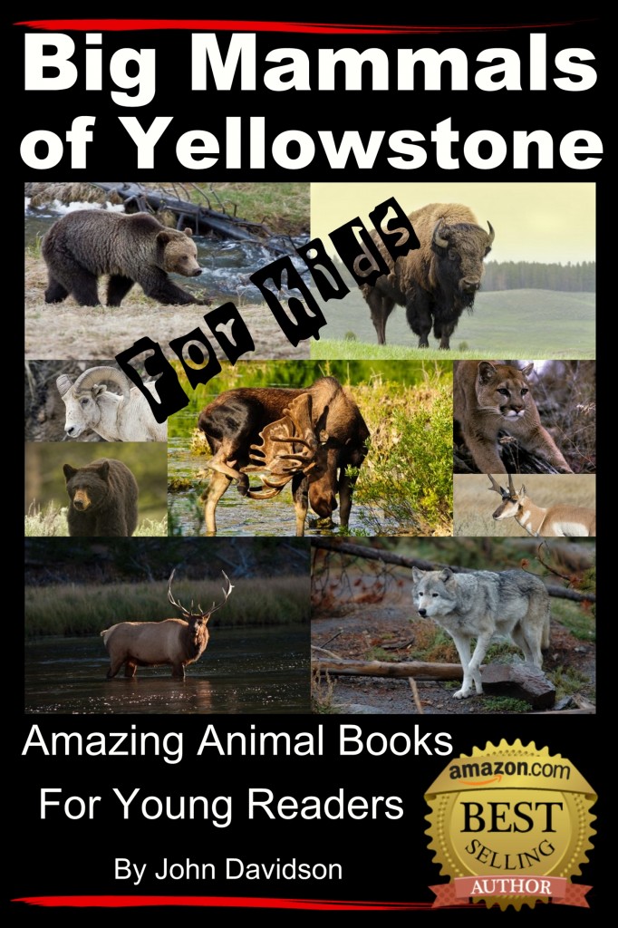 Big Mammals of Yellowstone